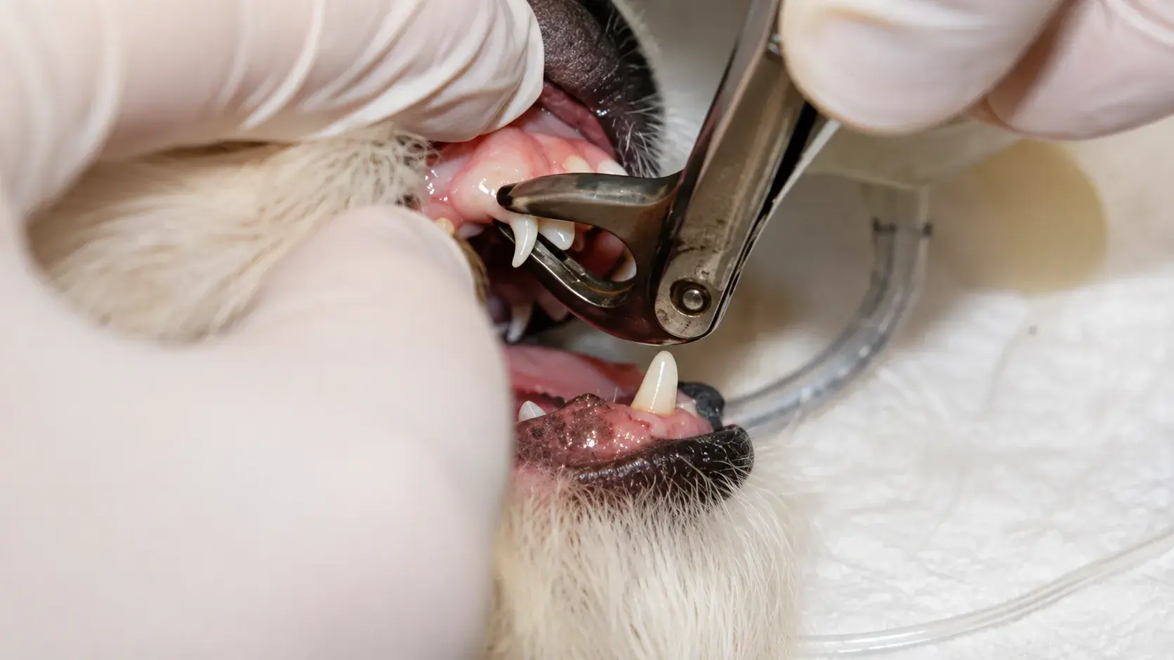 Veterinárna stomatológia — 2