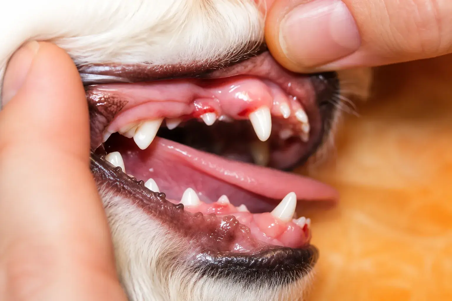 Veterinárna stomatológia — 1