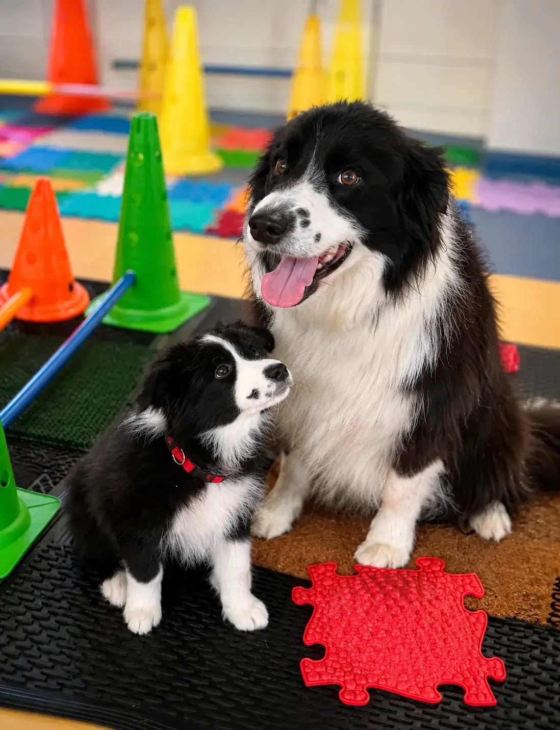 Bennett Veterinárna nemocnica